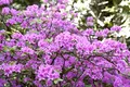 Rhododendron 'Praecox' 20–25 cm – Winterhart, Mehrjährig, Pflegeleicht – Alpenrose – Zierstrauch für Garten & Kübel