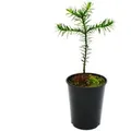 Exotenherz Chilenische Schmucktanne Andentanne Araucaria Araucana Setzling im 15cm Topf