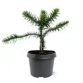 Chilenische Schmucktanne - Andentanne - Araucaria araucana - Setzling im 19cm Topf