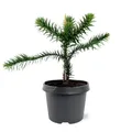 Chilenische Schmucktanne Andentanne Araucaria araucana - Setzling im 19cm Topf