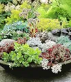 BALDUR Garten 6er Winterharte Sedum-Mischung, Pflanzen im 9x9 cm-Topf, Fetthennen Hauswurz Stauden Sortiment, winterharte mehrjährige Stauden, trockenresistent, pflegeleicht, Wasserbedarf gering