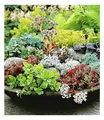 Winterharte Sedum-Mischung Fetthennen Hauswurz Stauden Sortiment, 6 Pflanzen