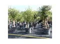 Olivenbaum Olive "Angebot" 150 - 180 cm, beste Qualität, winterhart, Olea Europaea