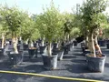 gruenwaren jakubik Olivenbaum Olivenbaum Olive "Angebot" 150 - 180 cm, winterhart, Olea Europaea