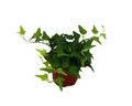Exotenherz Zimmerpflanze Hedera - 9cm Topf - Zimmerpflanze