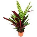Exotenherz XXL-Schattenpflanze mit Ausgefallenem Blattmuster Calathea Lancifolia 17cm Topf ca. 60-70cm Hoch