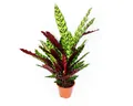 Exotenherz Zimmerpflanze XXL-Schattenpflanze Calathea lancifolia 17cm Topf ca. 60-70cm hoch