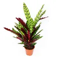Schattenpflanze mit ausgefallenem Blattmuster - Calathea lancifolia 17cm Topf