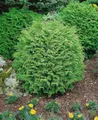 Chamaecyparis lawsoniana 'Globosa' 25–30 cm – Immergrün, Winterhart, Pflegeleicht – Kugel-Scheinzypresse – Kübelpflanze für Terrasse & Beet