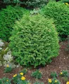 Pflanzen für Dich Konifere Chamaecyparis lawsoniana Globosa, 1 St., Lawsons Scheinzypresse, Kugel-Scheinzypresse, kugelform, immergrün