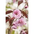 Prunus Serrulata Royal Burgundy Zierkirsche Dunkelrosa 125–150 cm