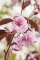 Prunus serrulata 'Royal Burgundy' 125–150 cm – Winterhart, Mehrjährig, Pflegeleicht – Japanische Zierkirsche – Solitärbaum für Garten & Vorgarten
