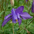 Alpen Akelei - Aquilegia alpina - lebende Gartenpflanze aus den Baumschulen