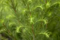 Larix decidua, Europäische Lärche, 200–250 cm