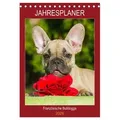 Jahresplaner Französische Bulldogge (Tischkalender 2026 DIN A5 hoch) CALVENDO Monatskalender von Sigrid Starick/ Calvendo / Calvendo / Kalender