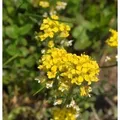 Bergsteinkraut - Alyssum montanum