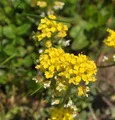 Bergsteinkraut - Alyssum montanum