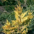 Leyland Zypresse Gold Rider 60-80cm - Cupressocyparis leylandii
