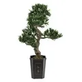 EUROPALMS Bonsai Podocarpus, Kunstpflanze, 80cm