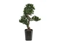 Kunstbonsai Podocarpus, 80cm, EUROPALMS