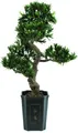EUROPALMS Bonsai Podocarpus, 80cm
