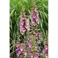 Digitalis Purpurea Roter Fingerhut Ca. 9x9 cm Topf