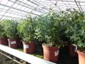 XXL Eucalyptus Gunni Gunnii Busch Eukalyptusbaum 40 - 60 cm, Pflanze winterhart
