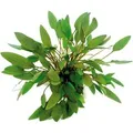 Dennerle Plants Aquariumpflanze Cryptocoryne Wendtii Kompakt