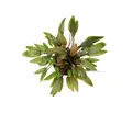 Cryptocoryne wendtii 'Compact' - Topf - Wasserkelch Aquarienpflanze Dennerle 437