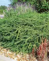 Lonicera nitida 'Elegant' 20–30 cm – Immergrün, Winterhart, Pflegeleicht – Heckenmyrte – Heckenpflanze für Garten & Sichtschutz