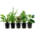AquaOne Aquarium Pflanzen I 5X Wasserpflanzen I Mittelgrund Aquarienpflanzen I Anubias Cryptocoryne Lobelia Pogostemon Microsorum I Set mit 5 Mittelgrundpflanzen