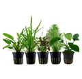 Aquaone Wasserpflanze Pflanzen Set mit 5 Mittelgrund Wasserpflanzen Nr.116