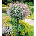 BALDUR Garten 1x Salix-Stämmchen Hakuro Nishiki, Pflanze im 3 Liter-Topf, Flachwurzler, winterhart, mehrjährig, Salix integra, Zierstämmchen, Ha...