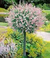 BALDUR Garten 1x Salix-Stämmchen Hakuro Nishiki, Pflanze im 3 Liter-Topf, Flachwurzler, winterhart, mehrjährig, Salix integra, Zierstämmchen, Harlekin-Weide, auffälliges Laub