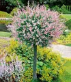 BALDUR Garten Zierstrauch Salix-Stämmchen 'Hakuro Nishiki', 1 St., Harlekinweide, winterhart, mehrjährig, pflegeleicht