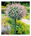 Salix-Stämmchen "Hakuro Nishiki",1 Pflanze
