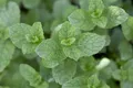 Pflanzen für Dich Staude Mentha spicata, 1 St., Grüne Minze, Krauseminze, Spearmint