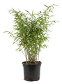 x1 Fargesia nitida 'Gansu' P17 H60
