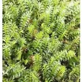 Dunkles Fiederpolster - Leptinella squalida