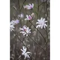 Magnolia Soulangiana Tulpenmagnolie 60-80 cm