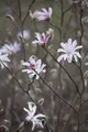 Pflanzen für Dich Gehölze Magnolia soulangiana, 1 St., Tulpen-Magnolie, Soulange-Magnolie