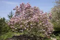 Pflanzen für Dich Gehölze Magnolia Galaxy, 1 St., Magnolie