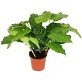 Exotenherz Schattenpflanze mit Ausgefallenem Blattmuster Calathea Musaica Network 14cm Topf ca. 40cm Hoch