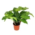 Exotenherz - Schattenpflanze mit ausgefallenem Blattmuster - Calathea musaica"Network" - 14cm Topf - ca. 40cm hoch