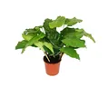 Exotenherz Zimmerpflanze Schattenpflanze Calathea musaica Network 14cm Topf ca. 40cm hoch