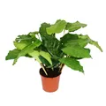 Schattenpflanze mit ausgefallenem Blattmuster - Calathea musaica - 14cm Topf