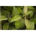 Elaeagnus ebbingei 30-40 cm