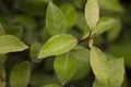 Pflanzen für Dich Gehölze Elaeagnus ebbingei, 1 St., Ebbingei-Silberbeere, Immergrüne Ölweide