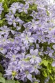 Clematis viticella, Italienische Waldrebe, 40–60 cm
