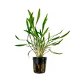 Aquarium Pflanze Cryptocoryne pink panther Wasserpflanzen Deko AquaOne Nr.309P